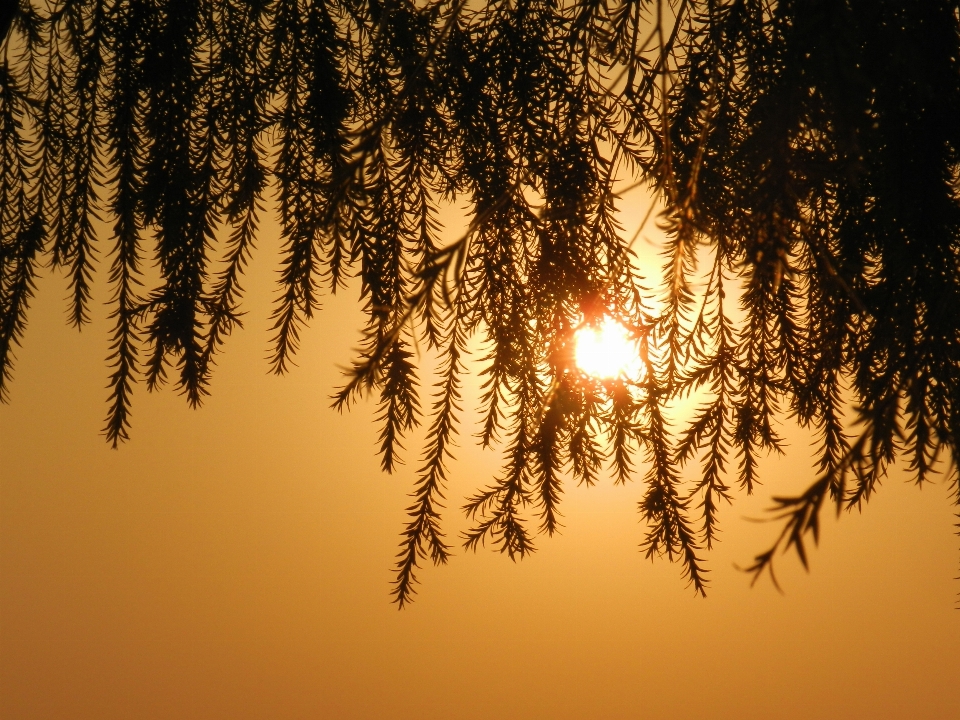 Tree nature outdoor branch