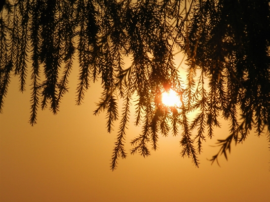 Tree nature outdoor branch Photo