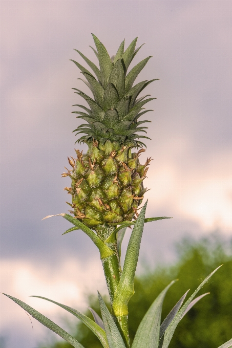 木 自然 植物 フルーツ