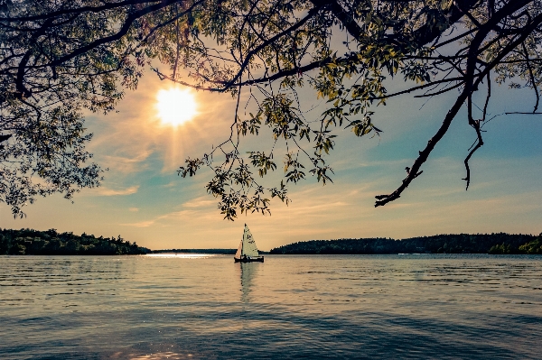 Sea tree water nature Photo