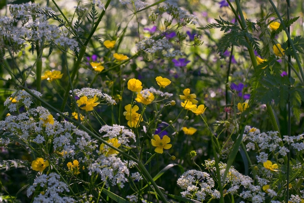 Nature blossom plant field Photo