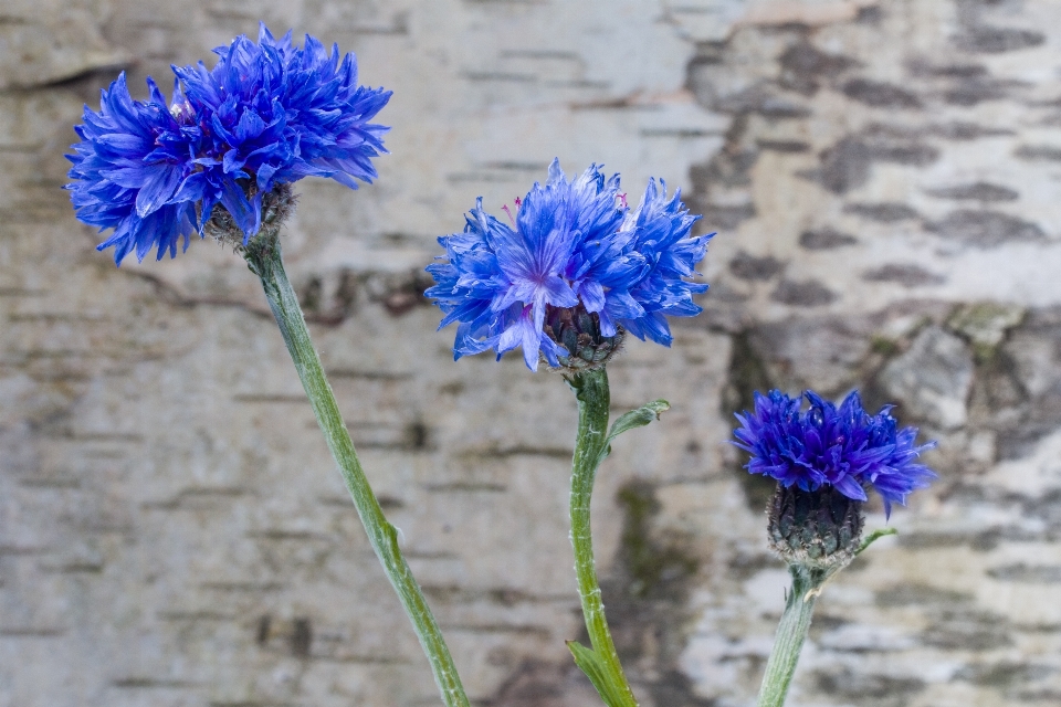 Anlage blume kraut produzieren