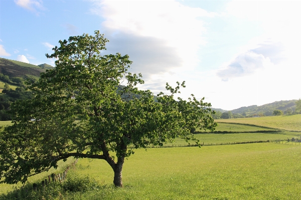 Foto Paisagem árvore plantar campo