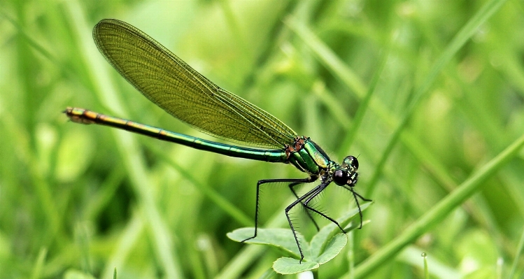 Foto Natureza grama asa prado
