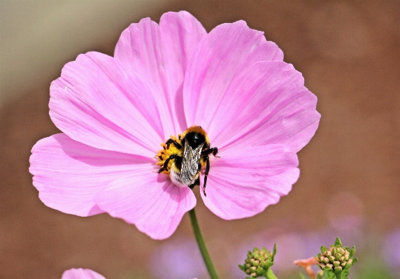 Nature blossom plant photography Photo