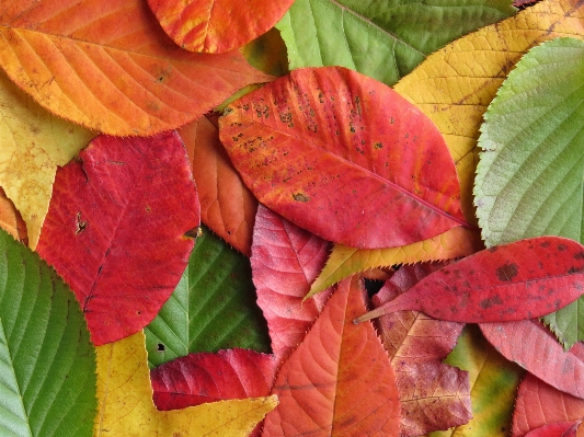 Tree nature plant leaf Photo