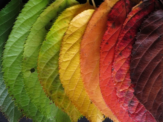 Plant leaf fall flower Photo