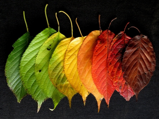 Tree branch plant leaf Photo