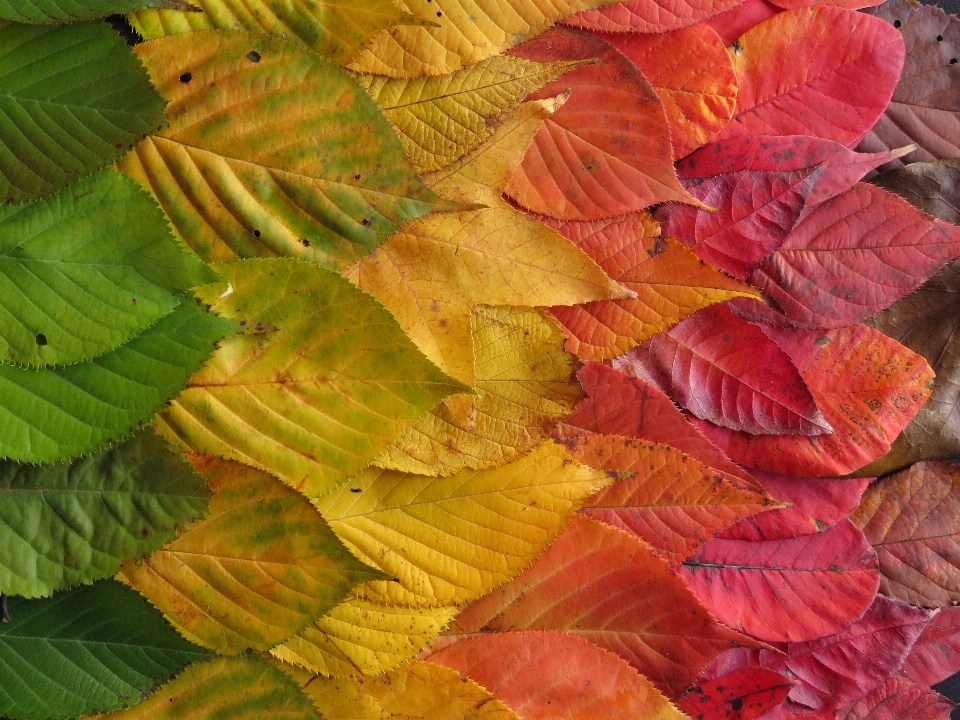 Arbre bifurquer usine feuille