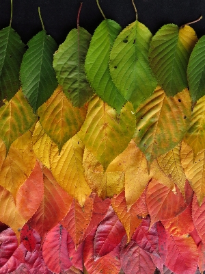 Tree branch plant leaf Photo