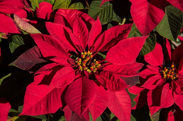 Blossom plant leaf flower Photo