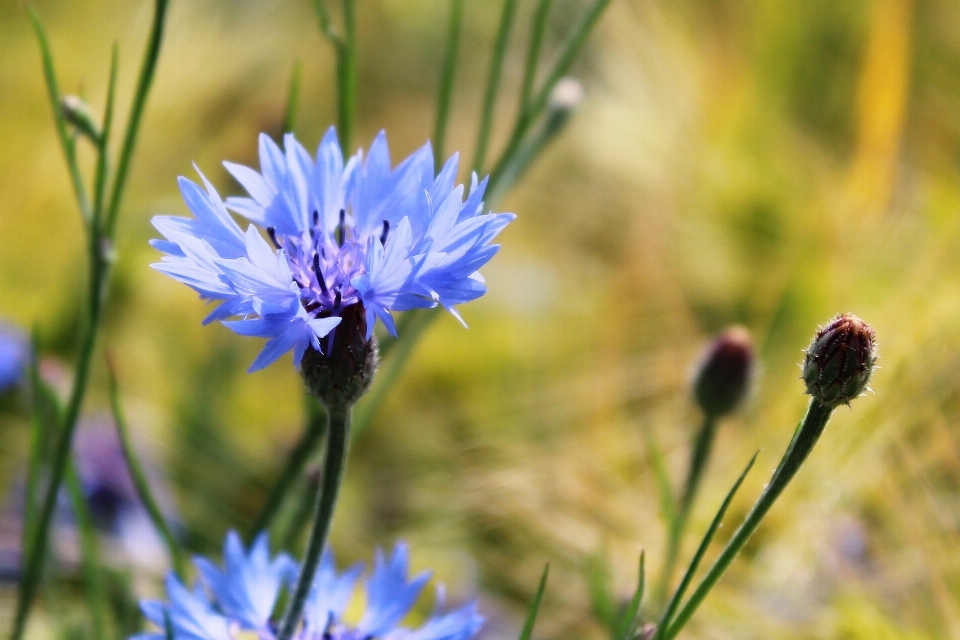 Paysage nature herbe fleurir