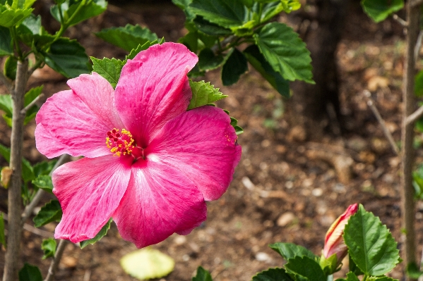 Nature outdoor sand blossom Photo