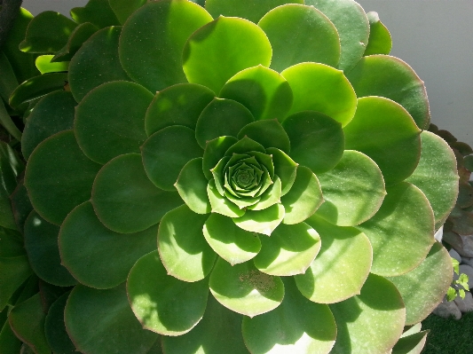 Nature plant leaf flower Photo