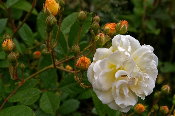 Nature blossom plant white Photo