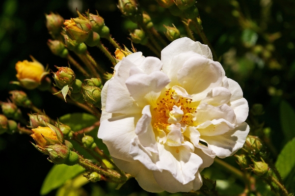 Nature blossom plant white Photo