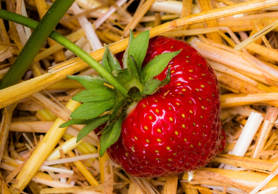 Plantar fruta baga doce