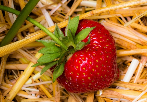 Plant fruit berry sweet Photo