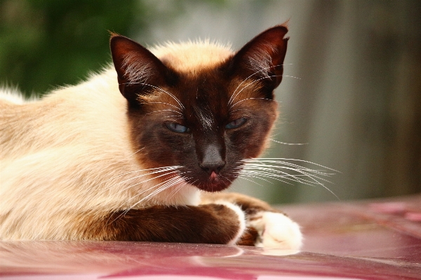 Foto Gattino gatto mammifero avvicinamento
