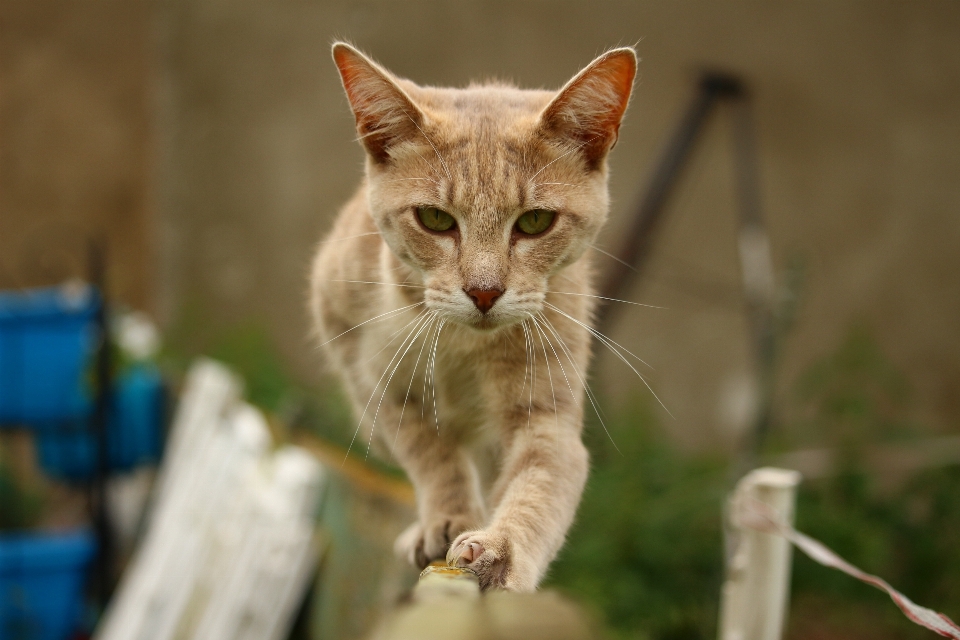 Fence kitten cat balance