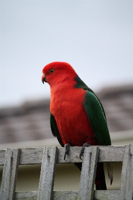 Bird wing animal wildlife Photo