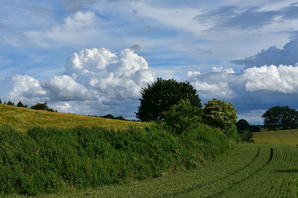 Landscape tree nature grass