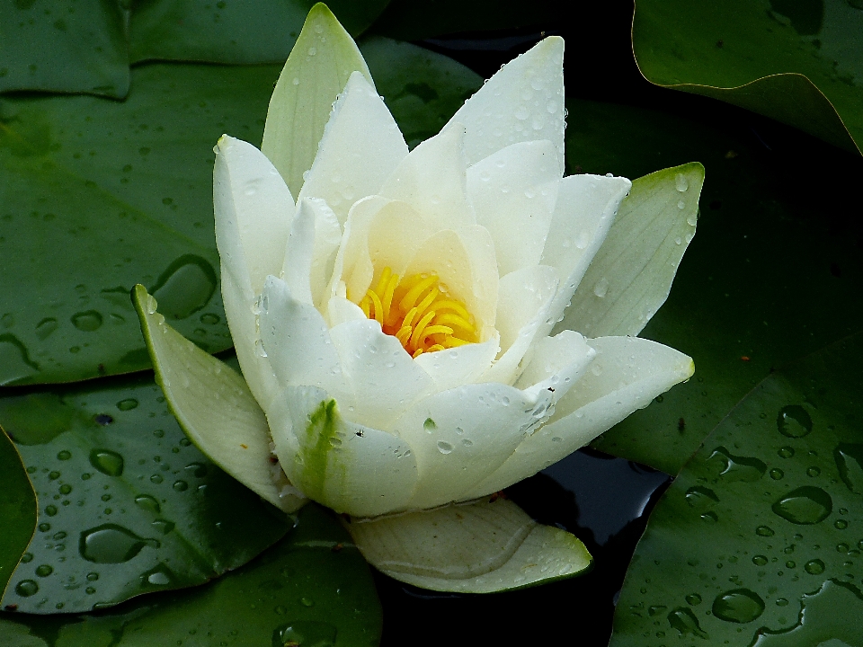 Acqua pianta bianco fiore