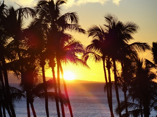 Beach sea tree water Photo