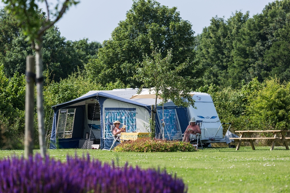 Trawa na wolnym powietrzu gospodarstwo rolne kwiat