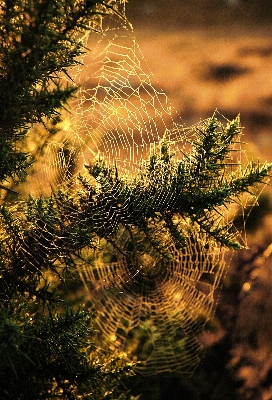 Tree nature forest branch Photo