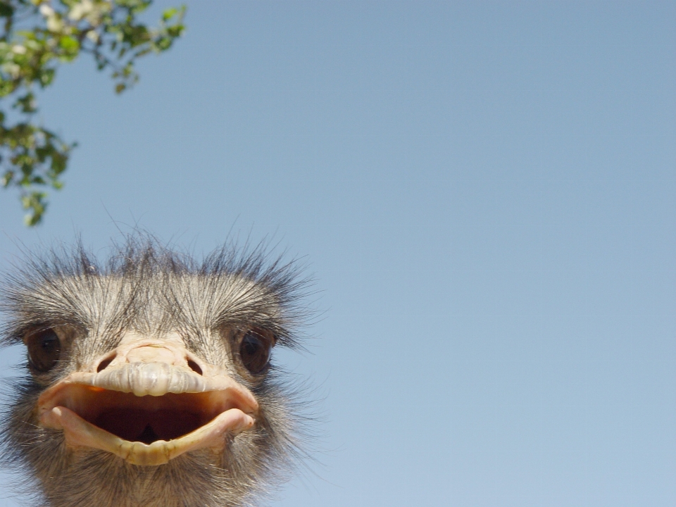 Oiseau le bec espace autruche