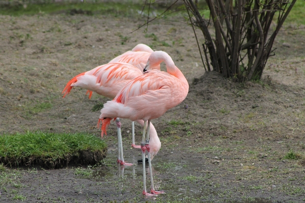 Bird zoo beak fauna Photo