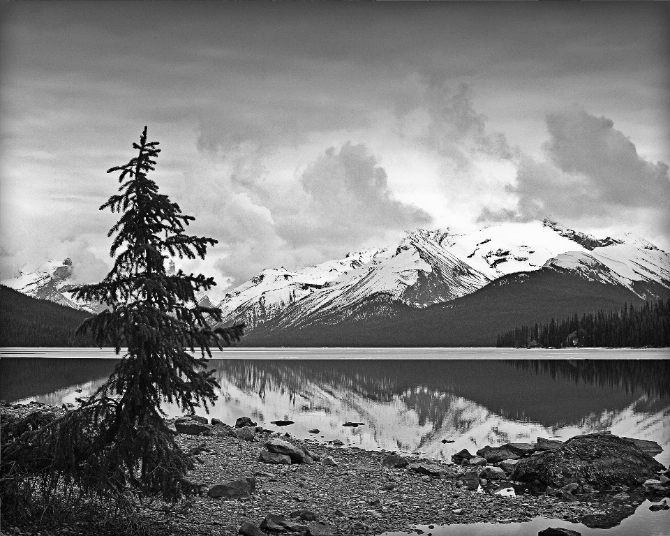 Landscape tree nature mountain