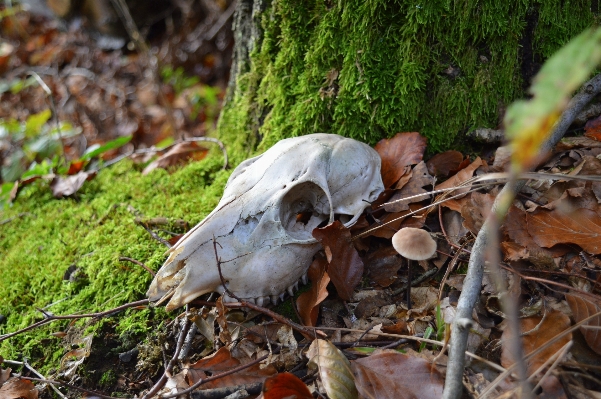 Tree nature forest leaf Photo