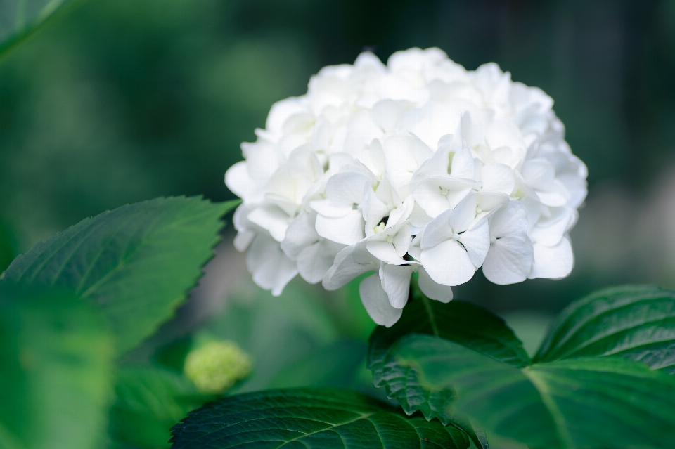 Natura fiore pianta bianco