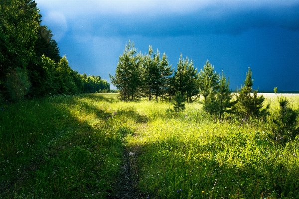 Landscape tree nature forest Photo