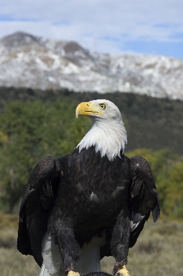 Nature outdoor mountain bird Photo