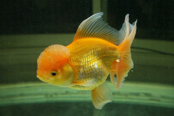 Underwater orange yellow fish Photo