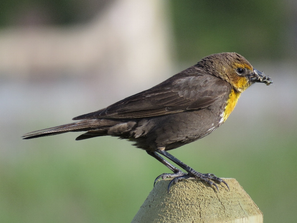 Natur vogel flügel tierwelt