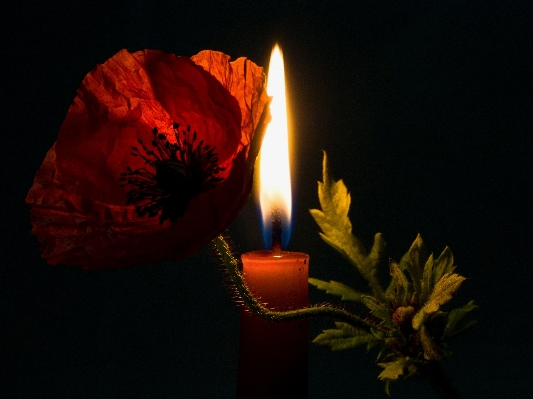 Light night flower petal Photo