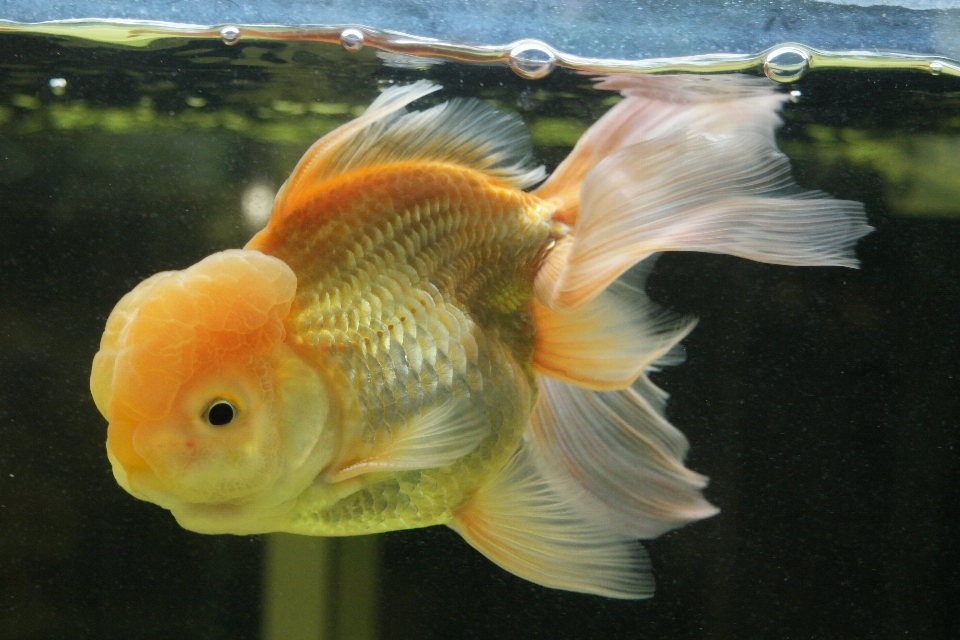 水中 オレンジ 生物学 魚