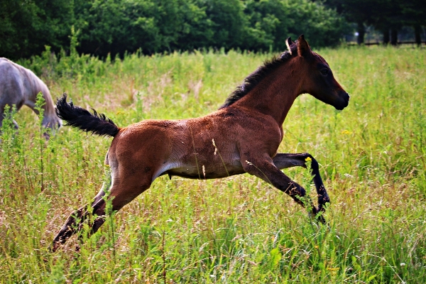 Grass meadow prairie wildlife Photo