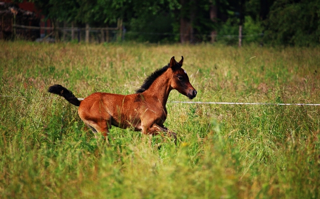 Grass meadow prairie herd Photo