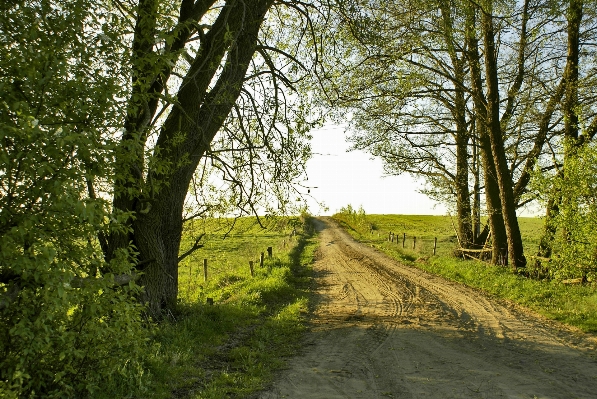 Tree nature forest grass Photo