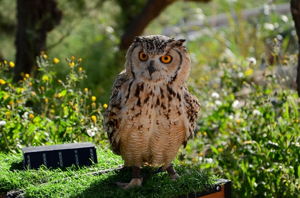 鳥 ペン 動物 夏 写真