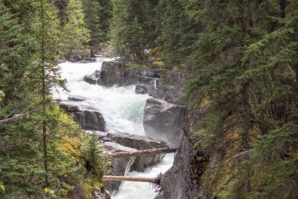 Landscape water nature forest Photo