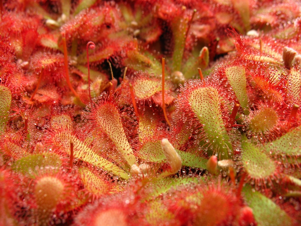 Plant fruit leaf flower