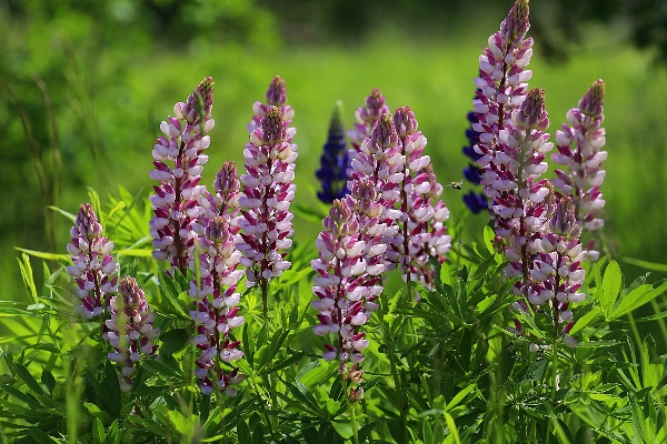 Natur gras anlage wiese
 Foto