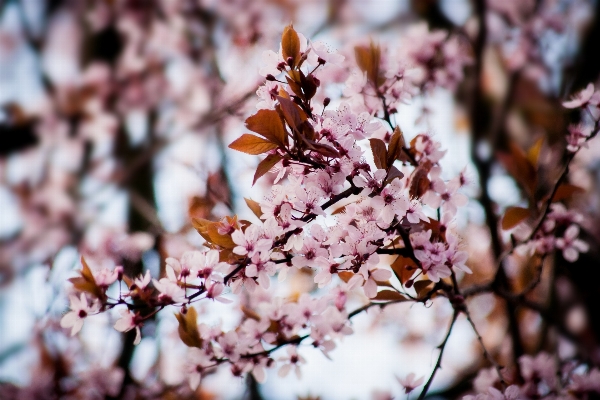 Tree nature branch blossom Photo