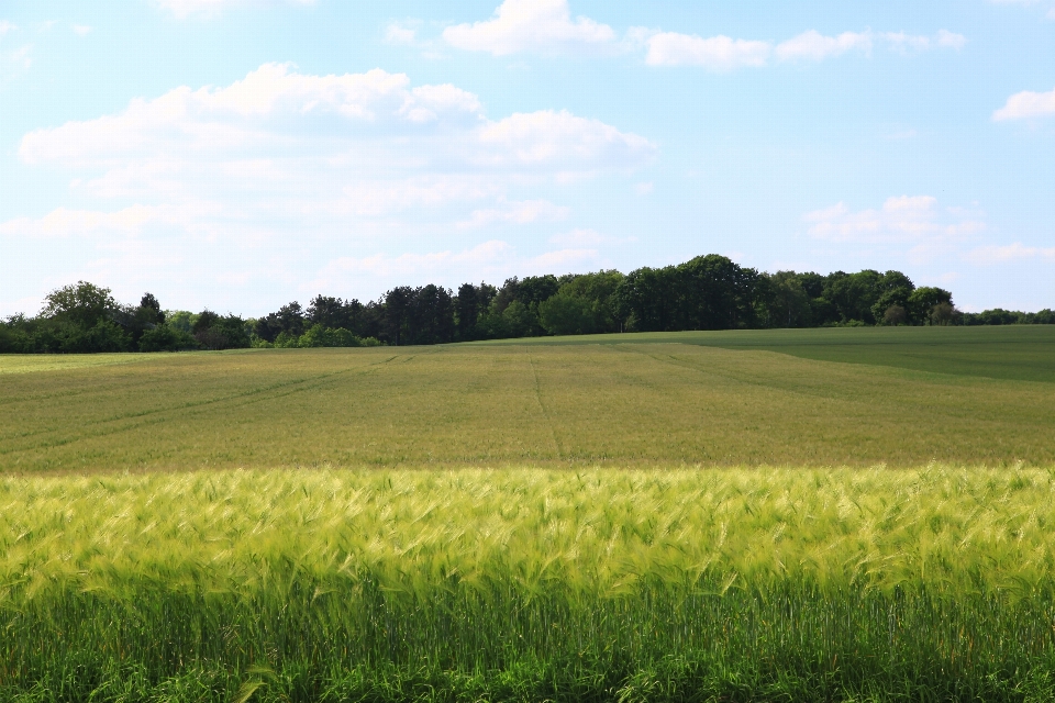 Landscape grass horizon structure